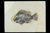 Bargain, Fossil Fish (Cockerellites) - Green River Formation #129622-1